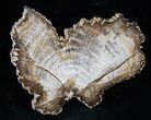 Stunning Oak Petrified Wood Slab From Washington - #13223-1